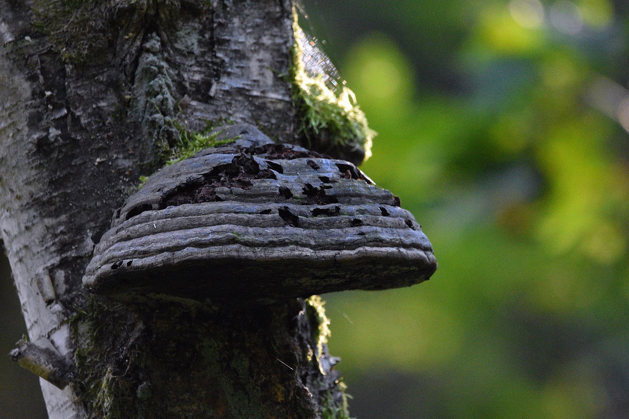 如何交易和管理技术支持辅助程序?