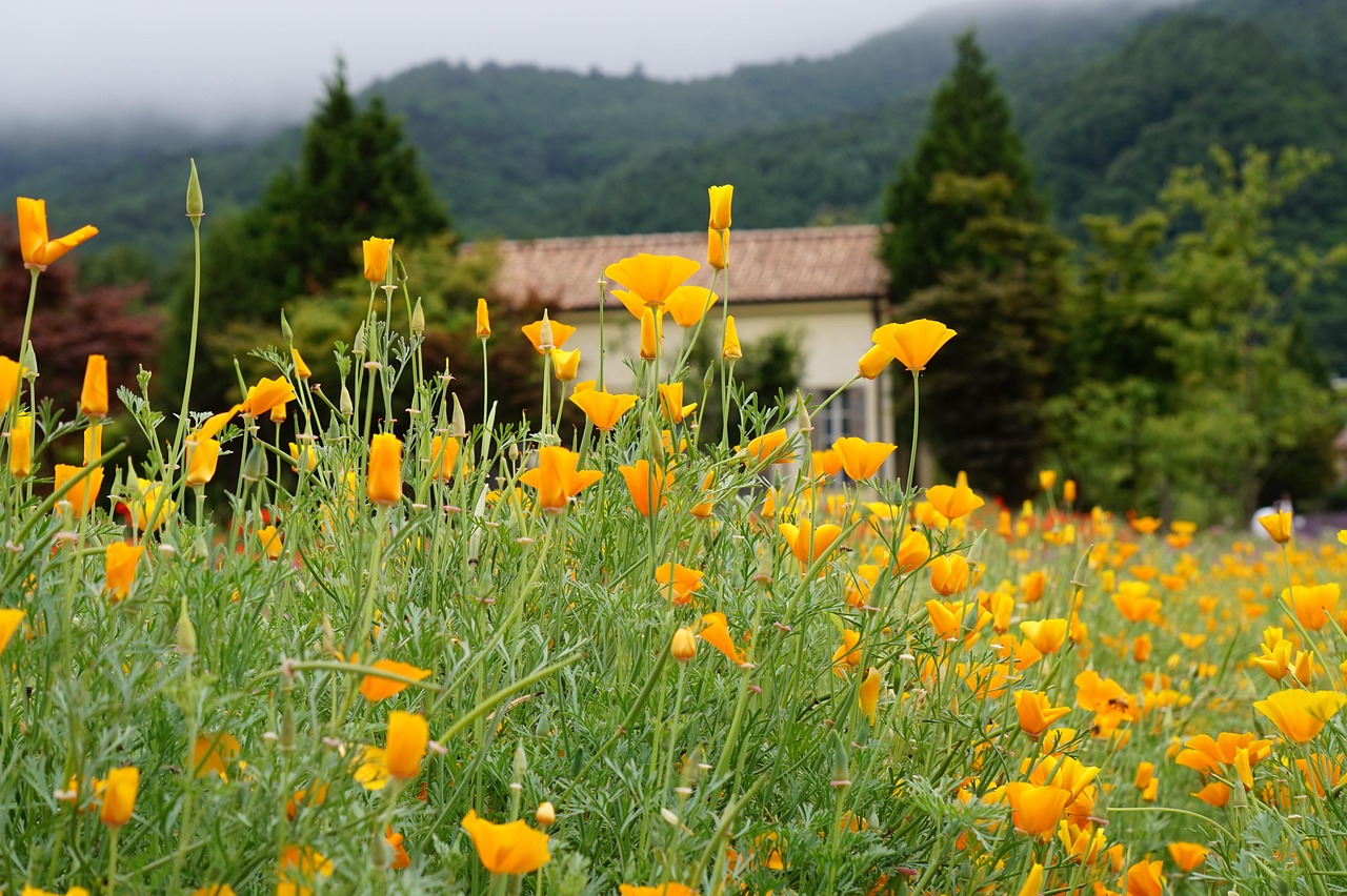 免费DDOS攻击平台|酱香型口粮酒批发代理平台